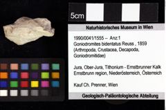 Foto (Objket + Etiketten) von Paguroidea indet. 